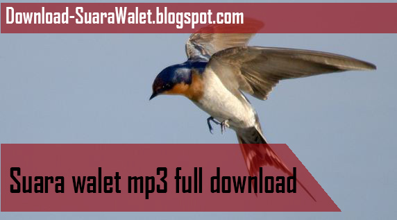 Suara Walet Mp3 Full Download