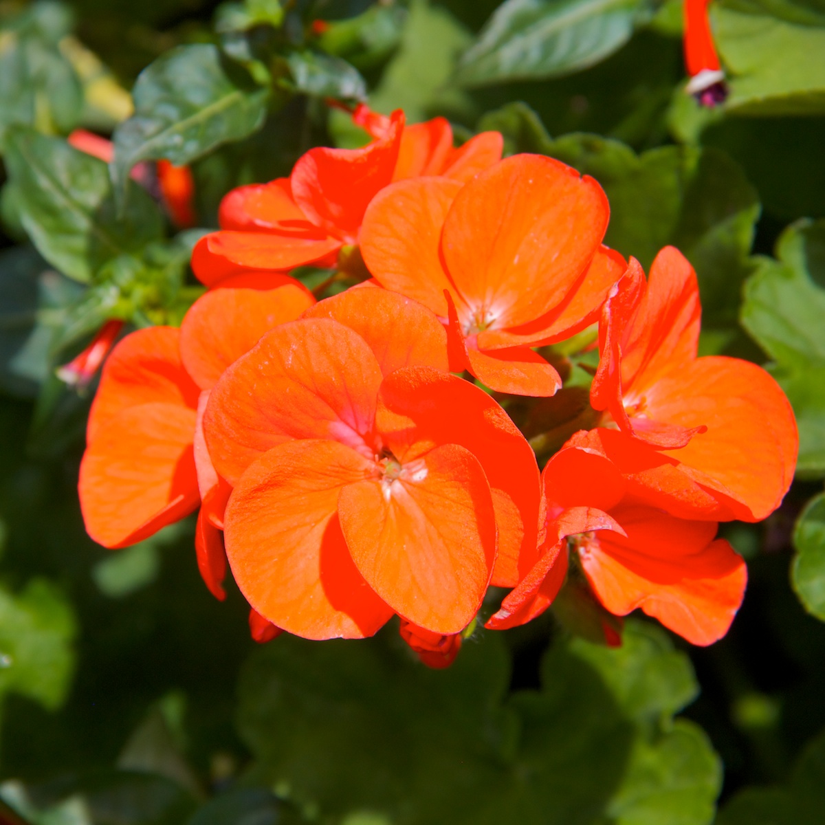 Orange Flowers