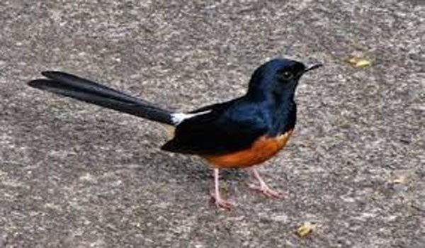 harga burung murai batu lampung