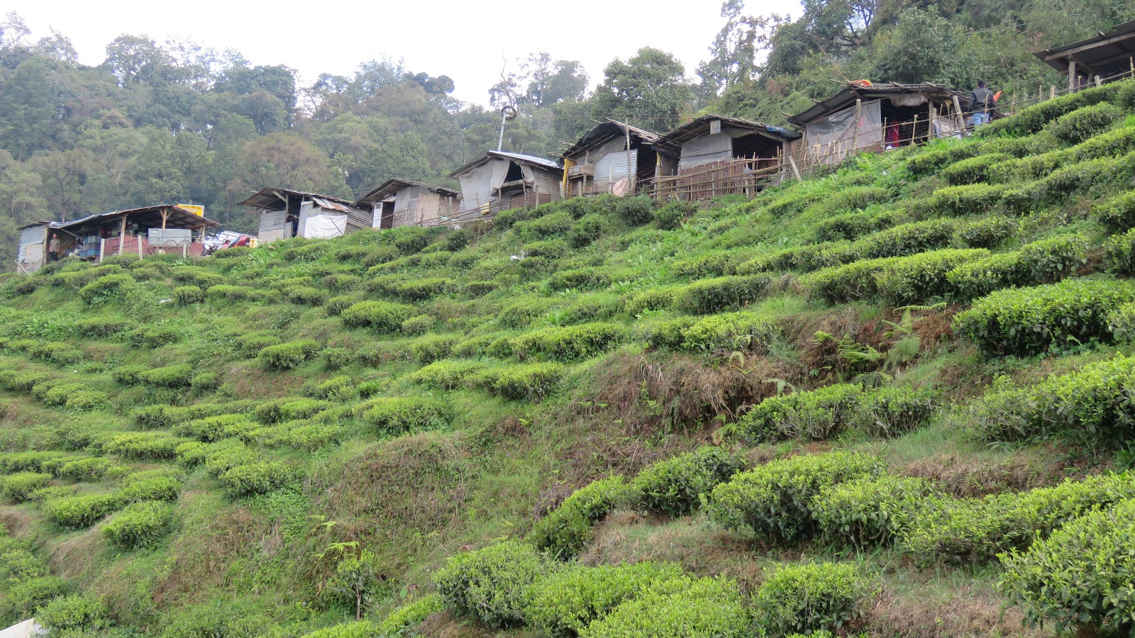Nomadic Joe Darjeeling