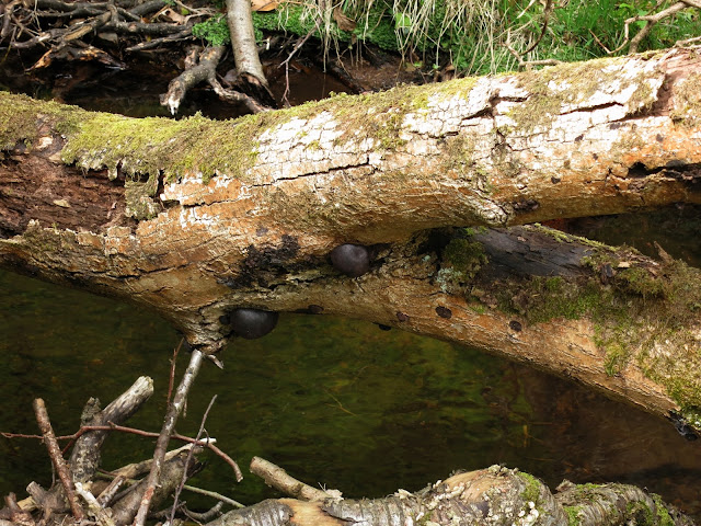 Black ball-shaped fungi on trunk of tree that's fallen across a stream