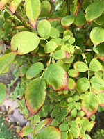 Compound leaf of rosebush with browned margins on leaflets.