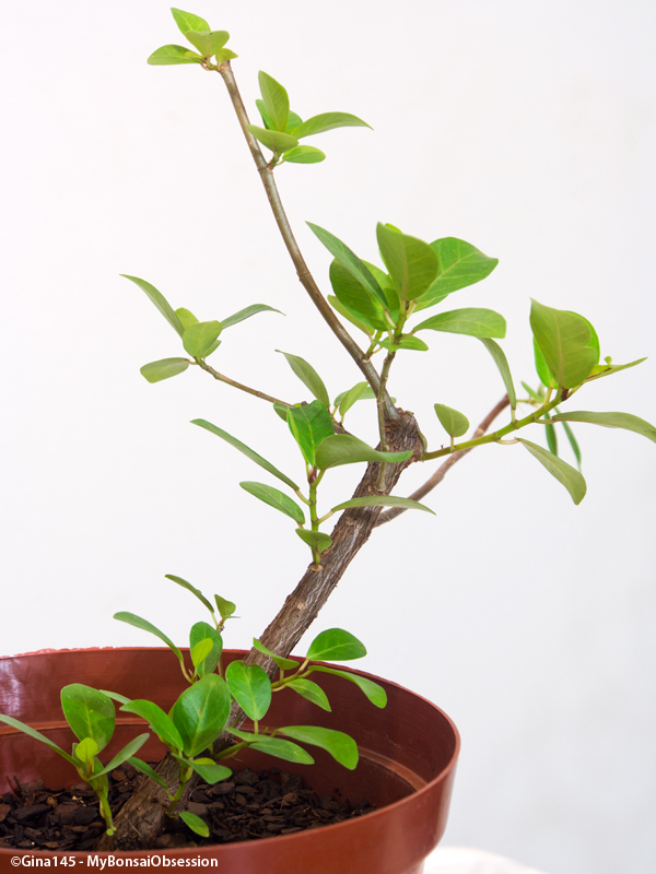 My Bonsai Obsession Clip and Grow Bonsai