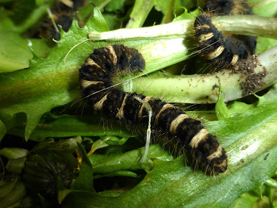 Lemonia taraxaci caterpillar Lemonia taraxaci caterpillar
