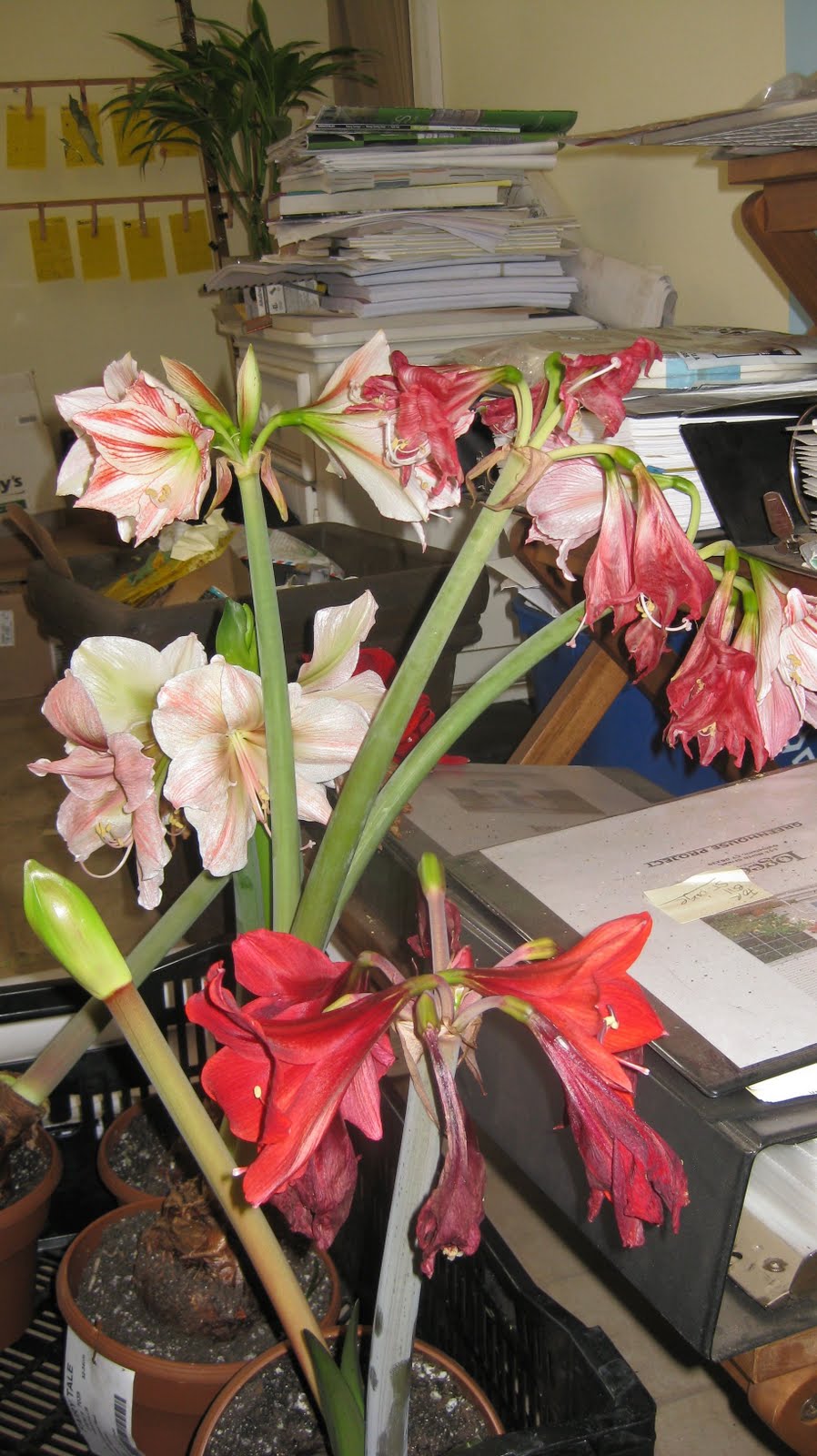 Logee's Tropical Plants Blog After Bloom Care for Amaryllis