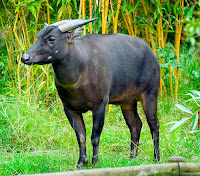 anoa dataran rendah