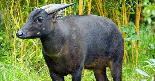 Peta Sulawesi Fauna  Khas Sulawesi