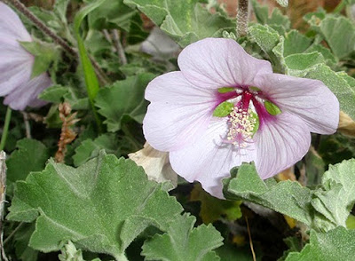 Flores color lila del Malvavisco loco (Lavatera maritima)