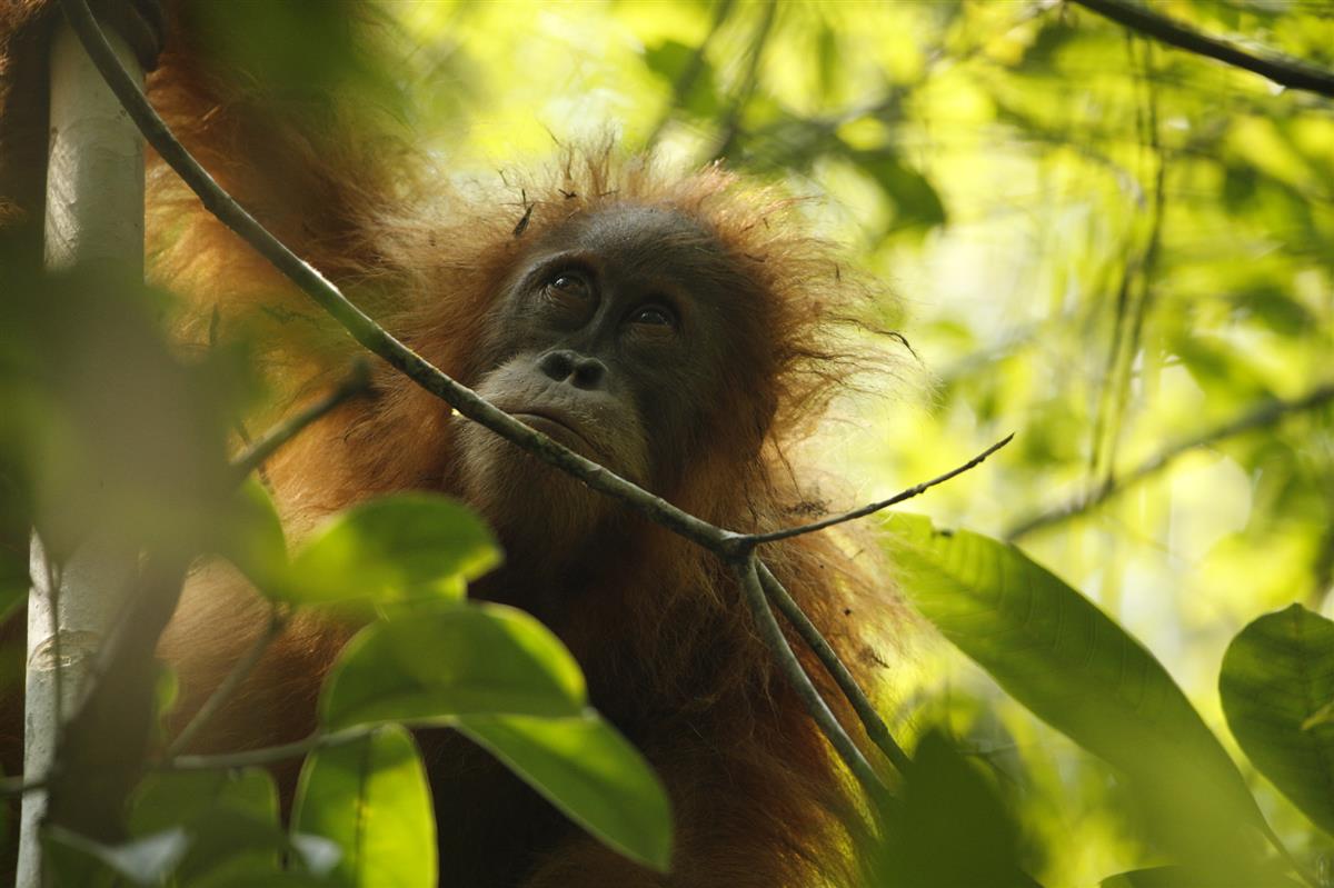 Orangutanes y aceite de palma