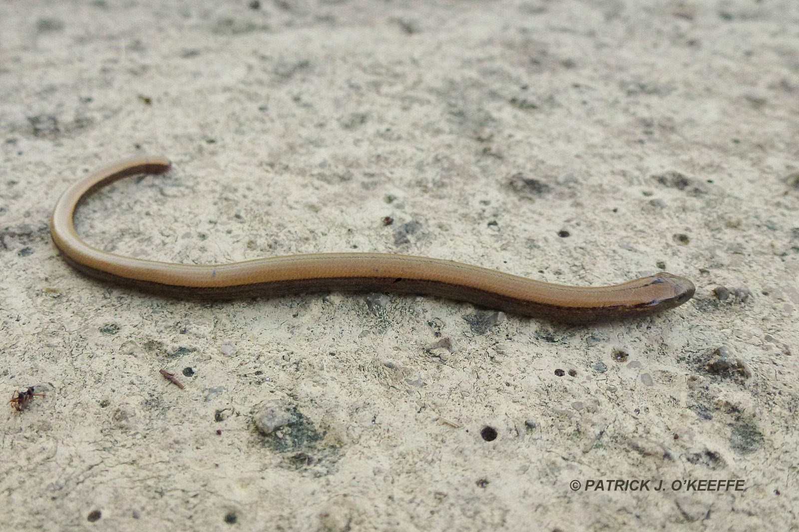 Raw Birds SLOW WORM Anguis fragilis Aire de Ruesga, MenteraBarruelo