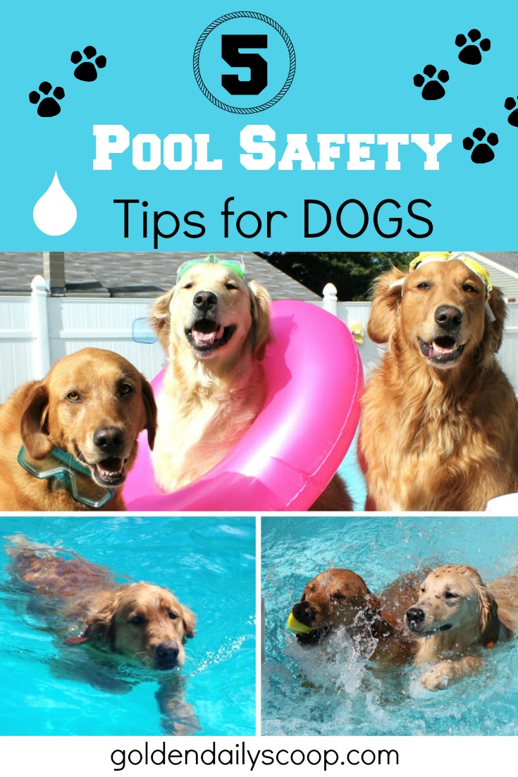 So we only think it's appropriate to share some tips for keeping your dogs safe in and around