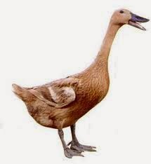 Kenapa Kaki Bebek Berselaput Ilmu Pengetahuan Alam Kenapa Kaki Bebek Berselaput Ilmu Pengetahuan Alam