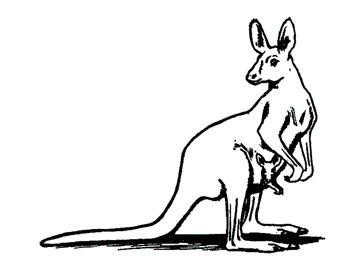 Tranh tô màu hai mẹ con kangaroos 1