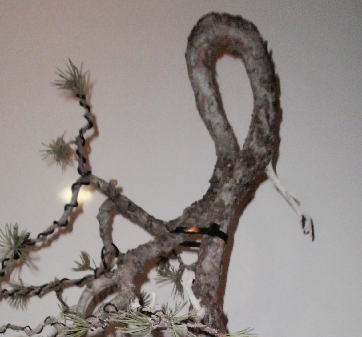 BONSAI VENEZUELA Aspectos Estéticos del Bonsái