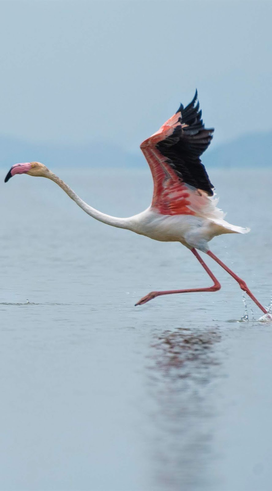 A flamingo taking off.