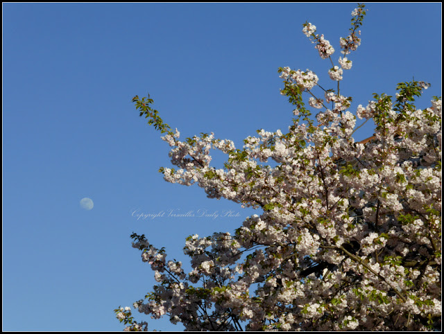 Cerisier en fleurs Versailles Montreuil