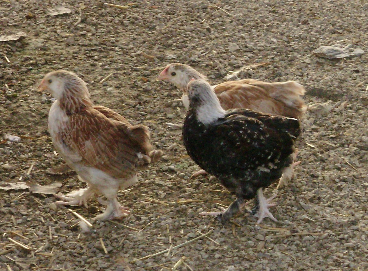 Ohiofarmgirl's Adventures In The Good Land In Praise of Salmon Faverolles