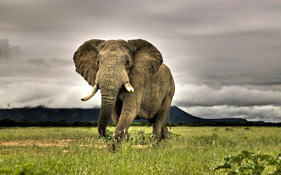 Best Elephant Wallpaper ,pics,images