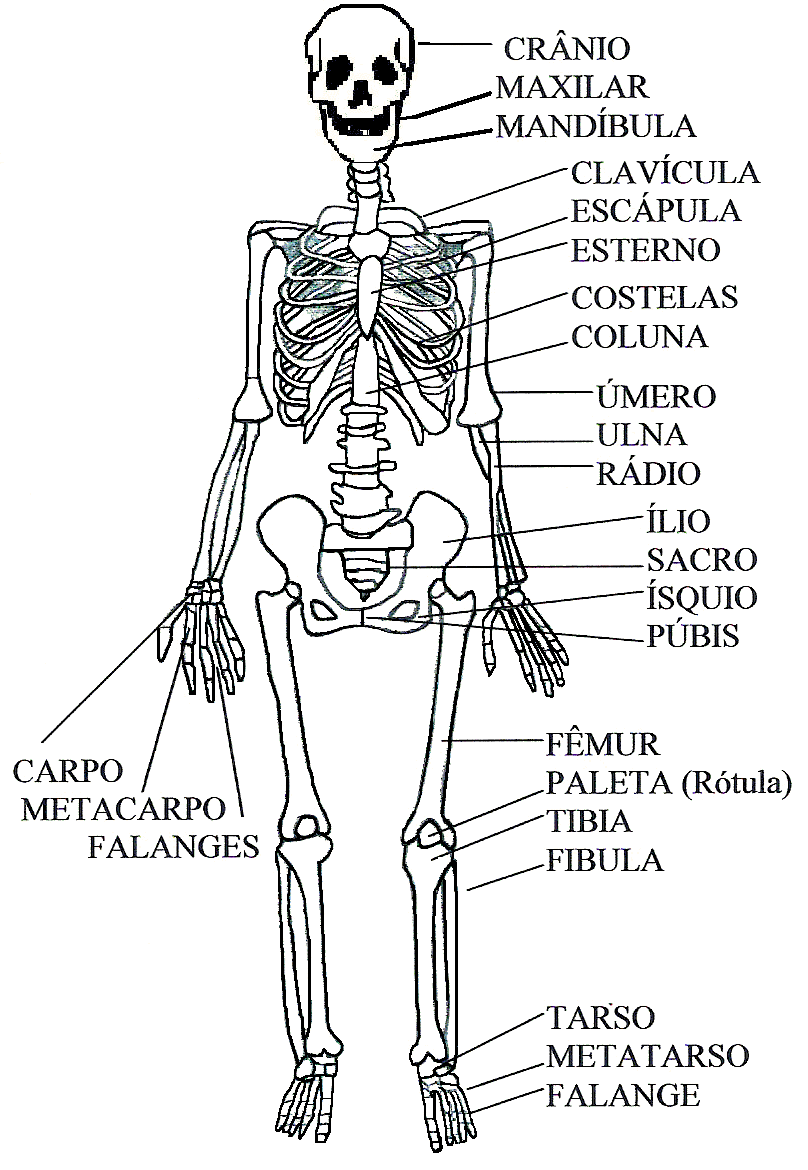 ESTUDANDO CIÊNCIAS E BIOLOGIA IMAGENS OSSOS DO CORPO HUMANO ESTUDANDO CIÊNCIAS E BIOLOGIA IMAGENS OSSOS DO CORPO HUMANO