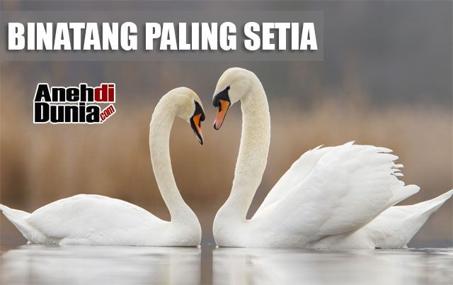 Binatang Paling Setia Cintai Pasangannya Hingga Mati - Berita Aneh dan