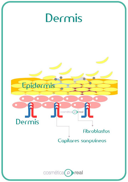 Barrera de la piel: Dermis, implicaciones cosméticas 