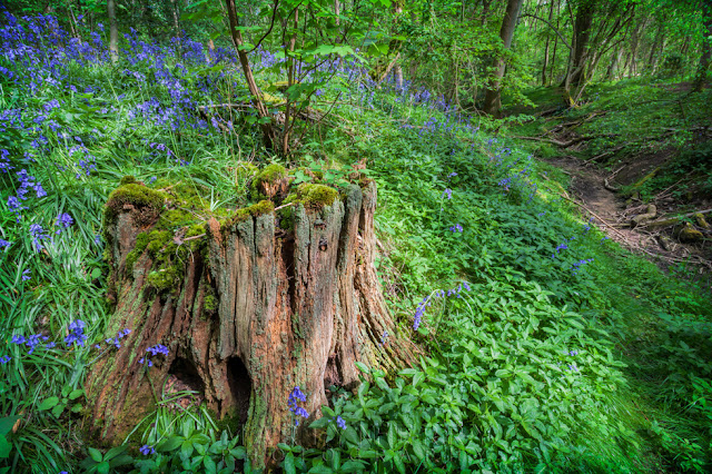 Sunlight dapples a bluebell woodland at Waresley & Gransden Woods