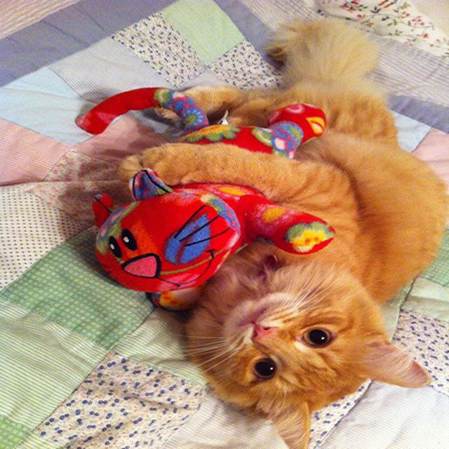 Cats with Stuffed Animals Funny cats