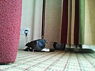two pigeon