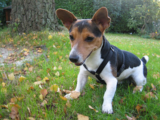 Jack Russell Wallpapers