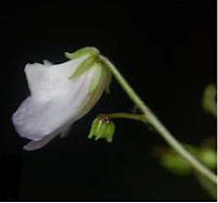flower Side view,  Henckelia pradeepiana, calicut flower, kerala flower, western ghats flora, 