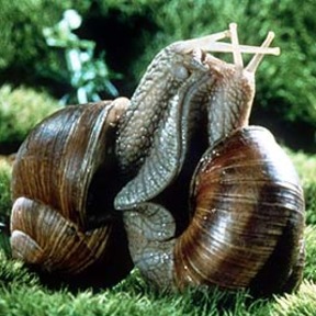 ecocinema snails
