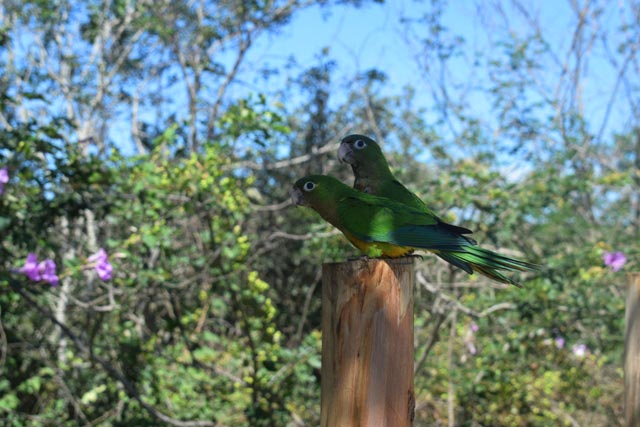 Equipe realiza soltura de animais silvestres no Complexo Eólico Umburanas