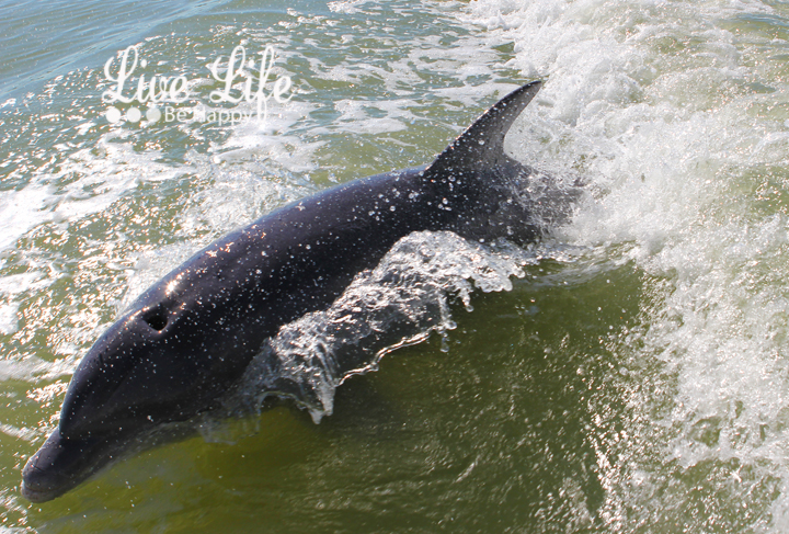 Sanibel Boat Launch Dolphin Tours To Island Sanibel Boat Launch Dolphin Tours To Island