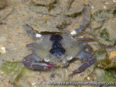 Swimming Crab (Portunidae)