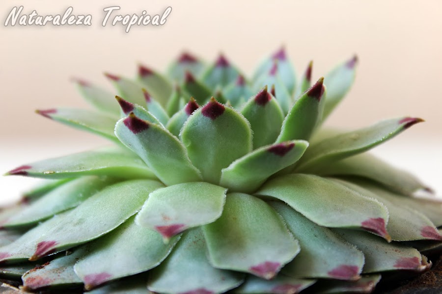 Vista lateral de la planta Uña de Mujer o Siempreviva, Sempervivum calcareum