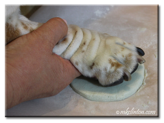Basset Hound paw being imprinted into dough