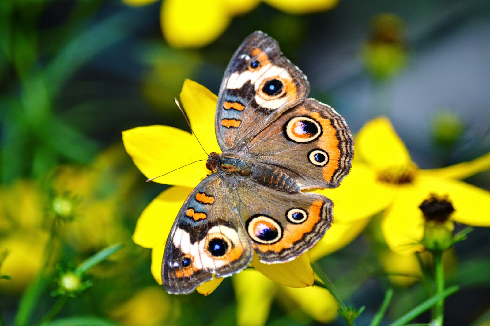 It's All About Purple Beautiful Butterflies!!