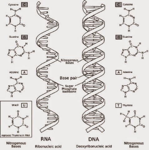 Perbedaan Dna Dan Rna