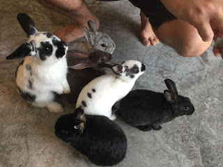 rabbits from Rabbito Cafe thailand 