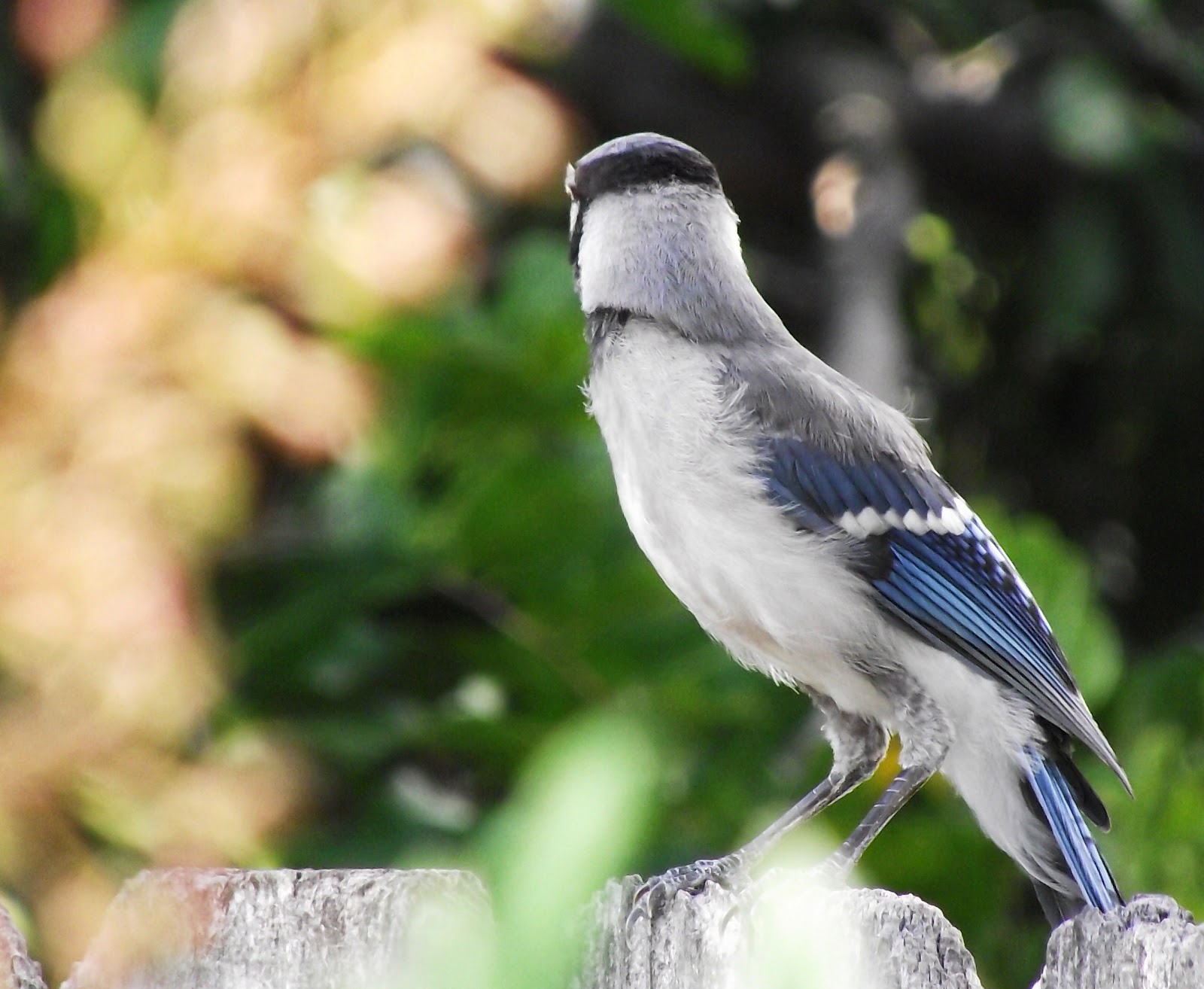 A WHITEWASHED COTTAGE: Young Blue Jay