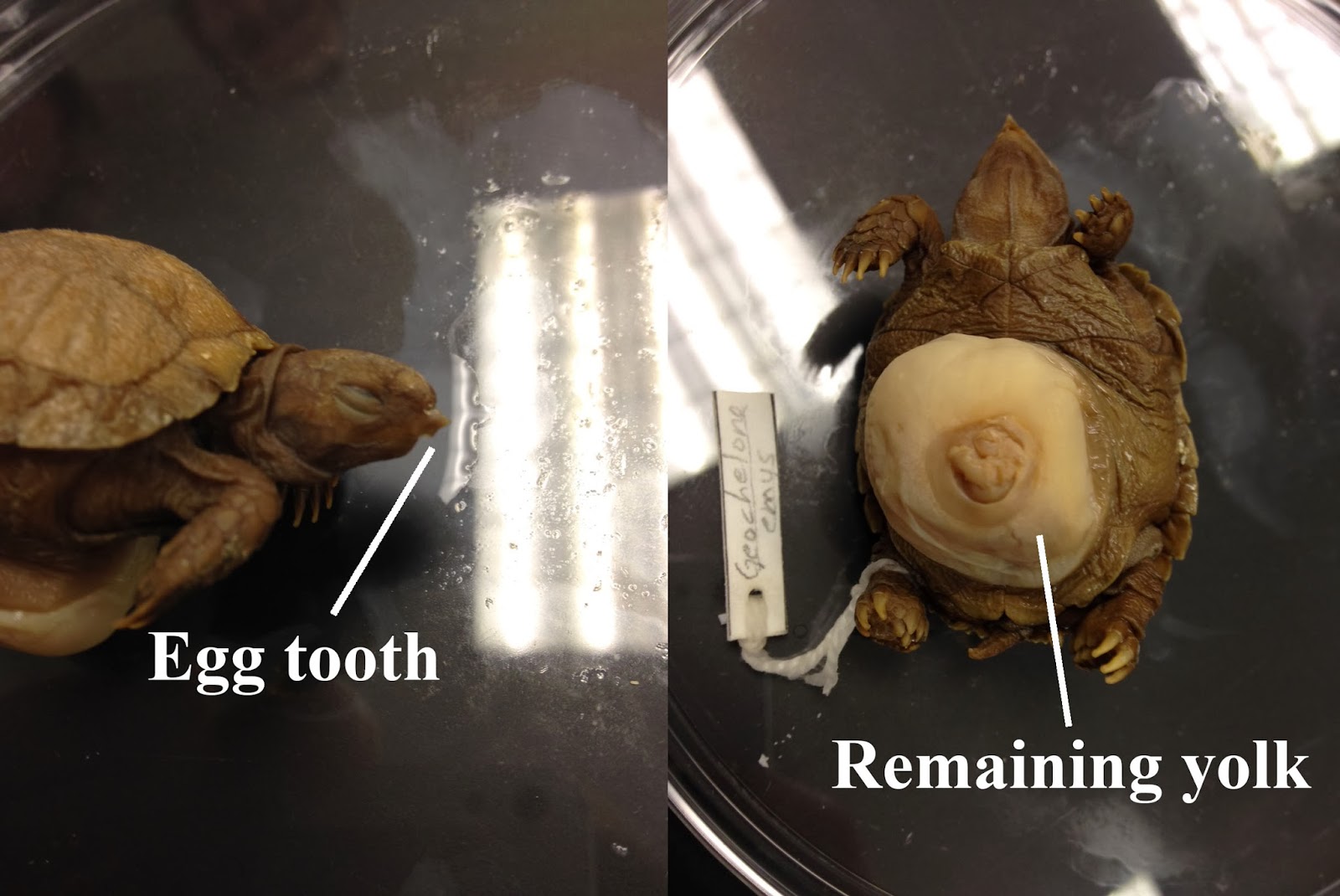 Biology of the Reptilia Laboratory 1 General Anatomy of Reptiles by