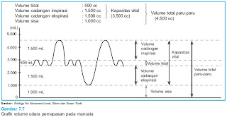 Hasil gambar untuk VOLUME PERNAPASAN