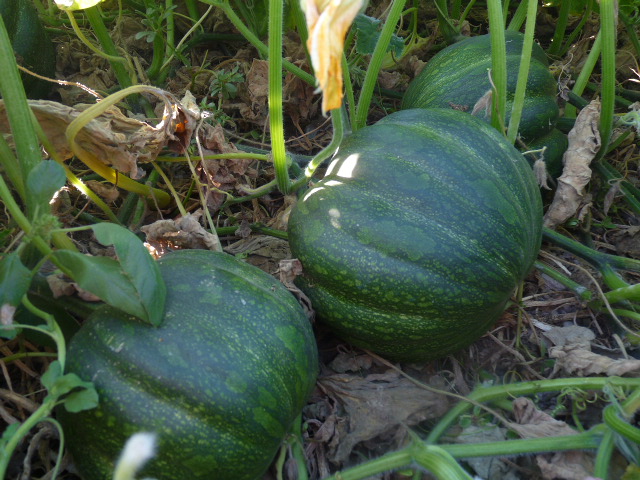 El huerto en otoño | Plantas