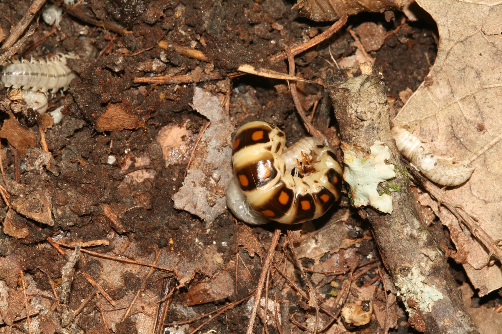 Sweating the Small Stuff 75 Common Arkansas Insects (continued)