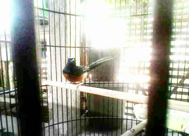 Masteran Murai Batu Macet Bunyi Hobby Kece