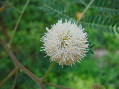 Lamtoro Flower