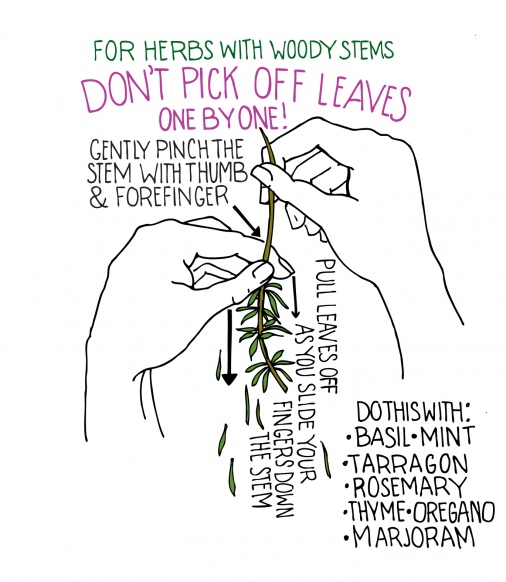 how to harvest fresh herbs