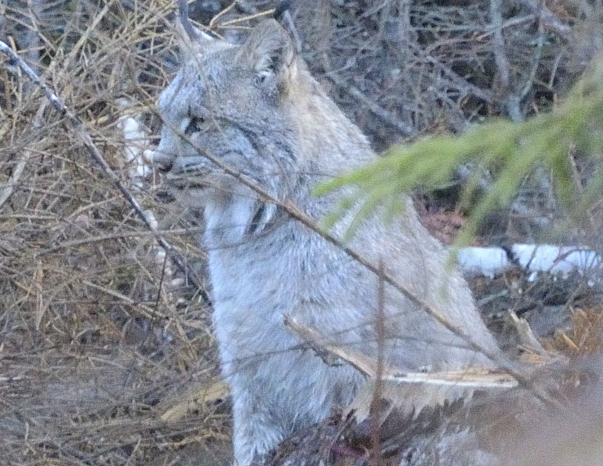 Katahdin, The Maine North Woods and Florida Canadian Lynx in Maine