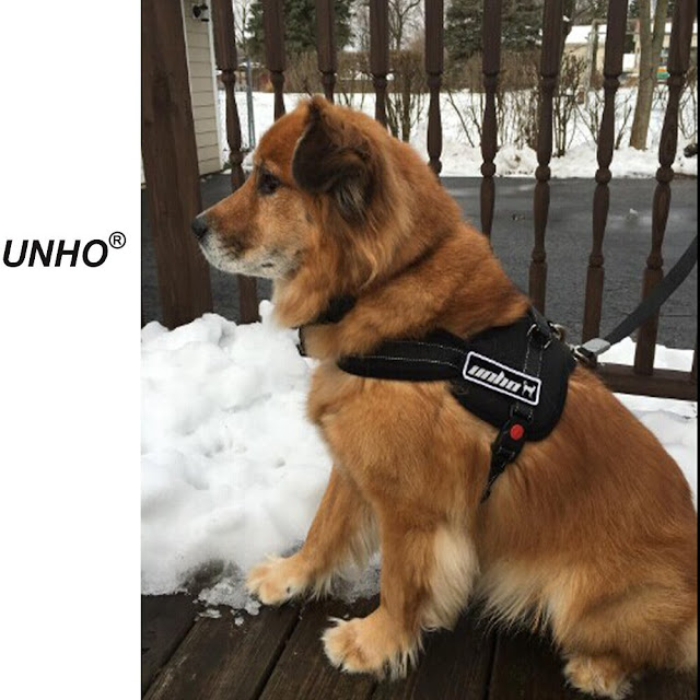 Harnais pas cher pour Chien Moyen Grand Petit