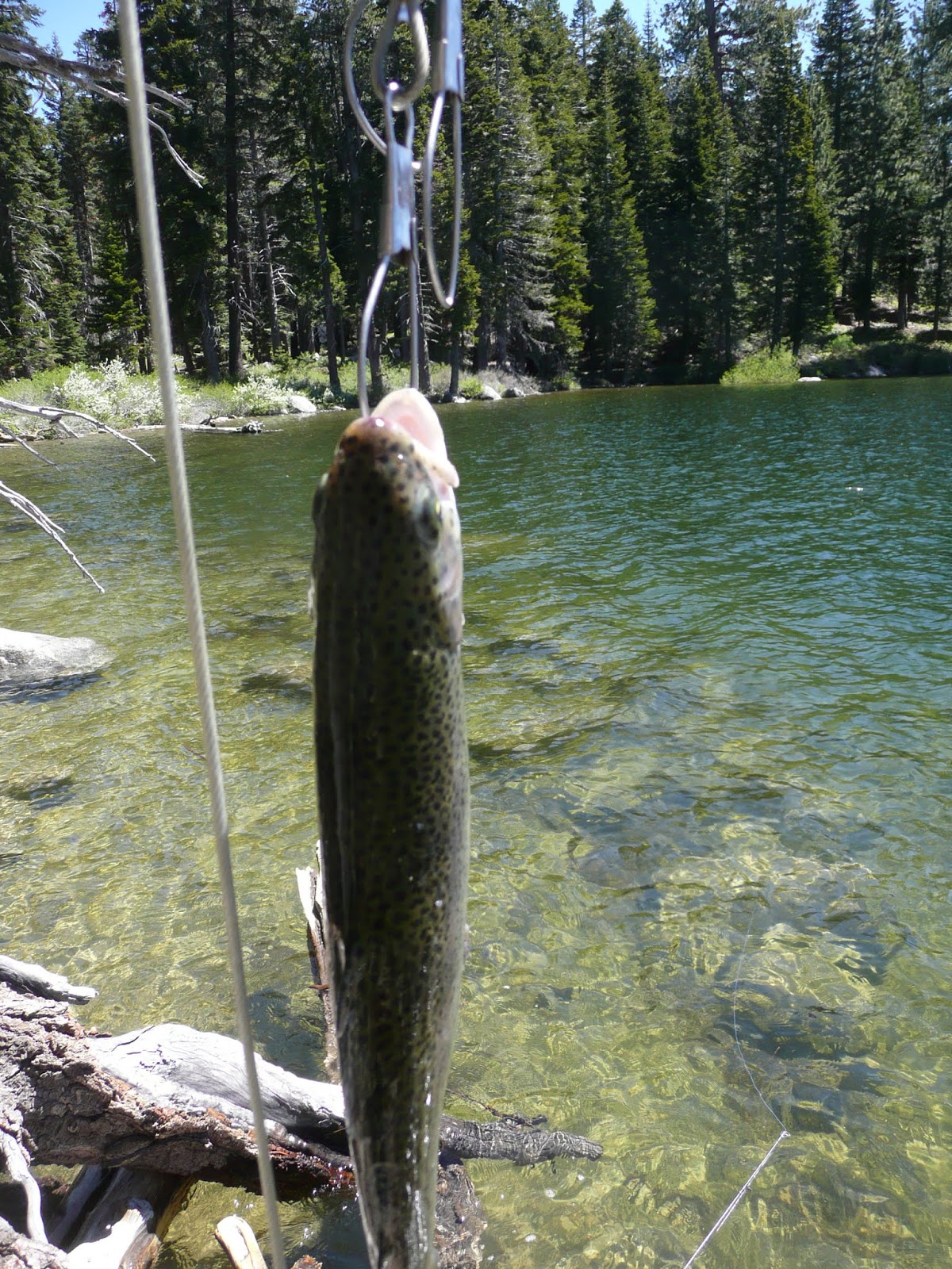 Northern California Trout